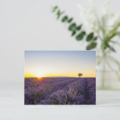 Carte Postale Lavande (Debout devant)