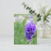 Carte Postale Lavande (Debout devant)