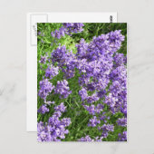 Carte Postale Lavande (Devant / Derrière)