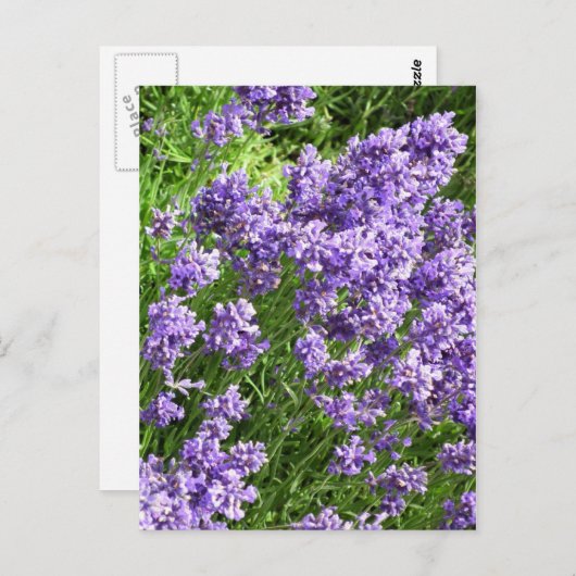 Carte Postale Lavande (Devant / Derrière)