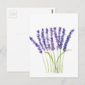 Carte Postale Lavande aquarelle peinture, fleurs violettes (Devant / Derrière)