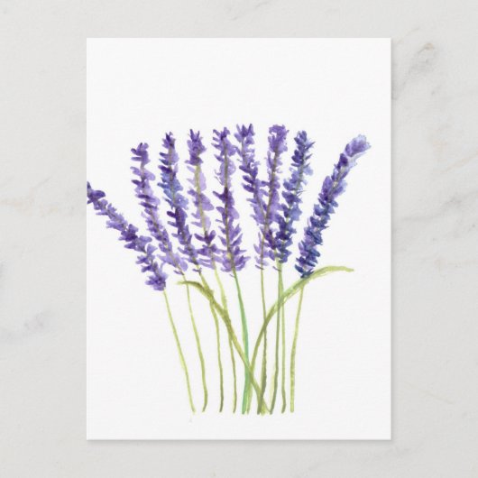 Carte Postale Lavande aquarelle peinture, fleurs violettes (Devant)