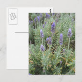 Carte Postale lavande bleue et abeille (Devant / Derrière)