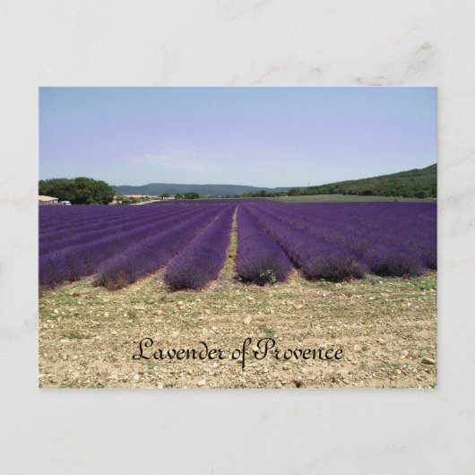 Carte Postale Lavande de Provence (Devant)