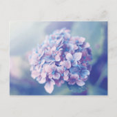 Carte Postale Lavande Hydrangea (Devant)