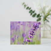 Carte Postale Lavande | Lavendel (Debout devant)