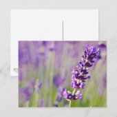 Carte Postale Lavande | Lavendel (Devant / Derrière)