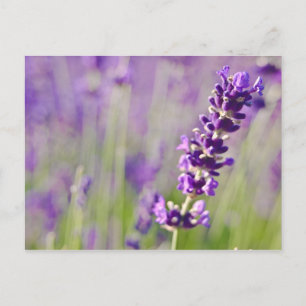 Carte Postale Lavande Lavendel