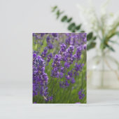 Carte Postale Lavande | Lavendel (Debout devant)