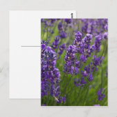 Carte Postale Lavande | Lavendel (Devant / Derrière)