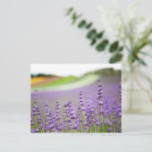 Carte Postale Lavande VI (Debout devant)
