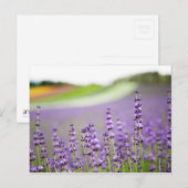 Carte Postale Lavande VI (Devant / Derrière)