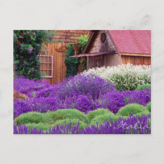 Carte Postale Lavande violette Italia