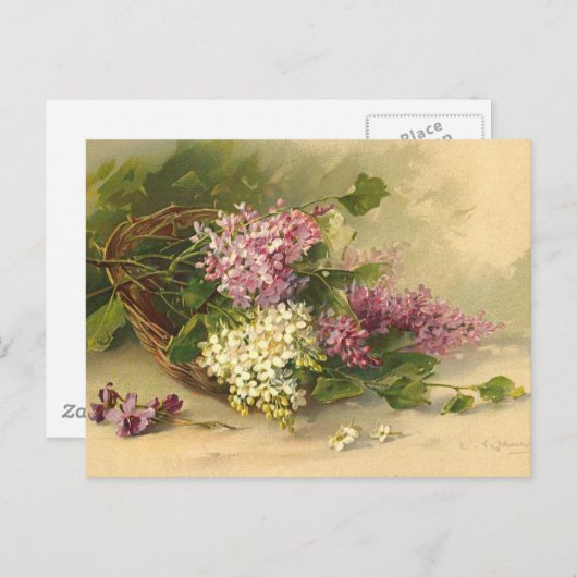 Carte Postale Lavander et beauté blanche (Devant / Derrière)