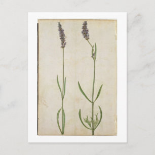 Carte Postale Lavandula officinalis (Old English Lavender), c.15