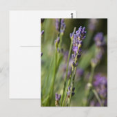 Carte postale Lavendar (Devant / Derrière)