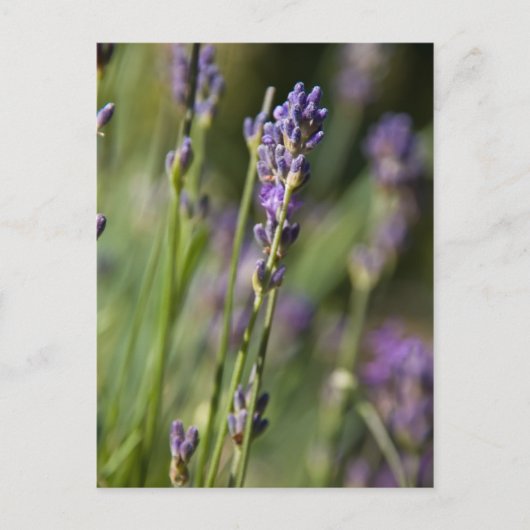 Carte postale Lavendar (Devant)
