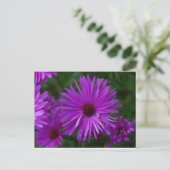 Carte Postale Lavendar Aster (Debout devant)