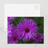 Carte Postale Lavendar Aster (Devant / Derrière)