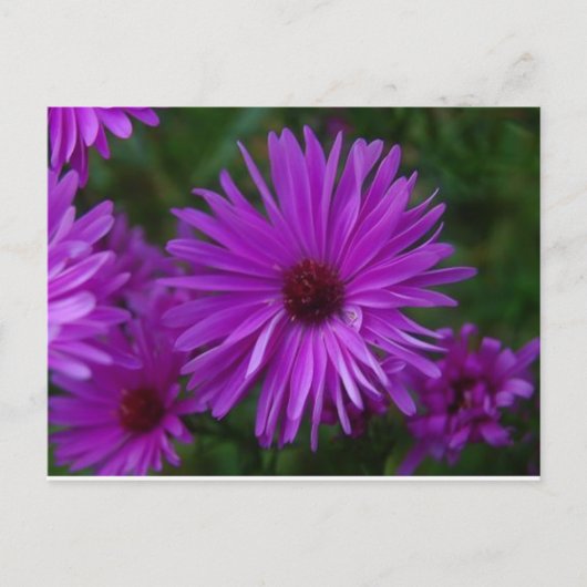 Carte Postale Lavendar Aster (Devant)