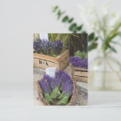 Carte Postale Lavendar for sale, Provence, France (Debout devant)