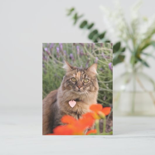 Carte Postale Lavendar, Nasturtium et un chat Tortoiseshell (Debout devant)