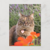 Carte Postale Lavendar, Nasturtium et un chat Tortoiseshell (Devant)