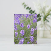 Carte postale Lavender (Debout devant)