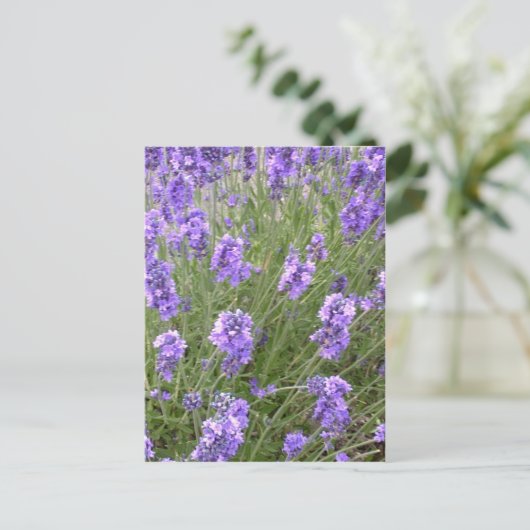 Carte postale Lavender (Debout devant)