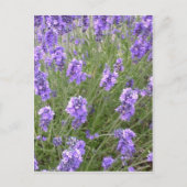 Carte postale Lavender (Devant)