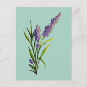 Carte postale Lavender (Devant)
