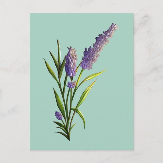Carte postale Lavender (Devant)
