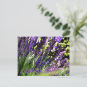 Carte postale Lavender (Debout devant)