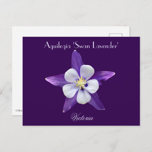 Carte postale Lavender Aquilegia Columbine (Devant / Derrière)