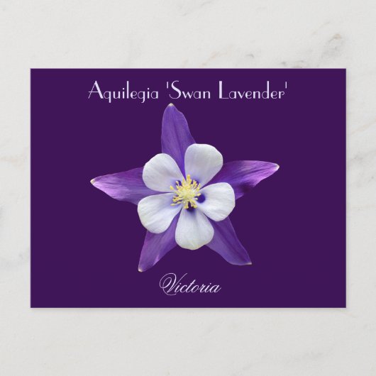 Carte postale Lavender Aquilegia Columbine (Devant)