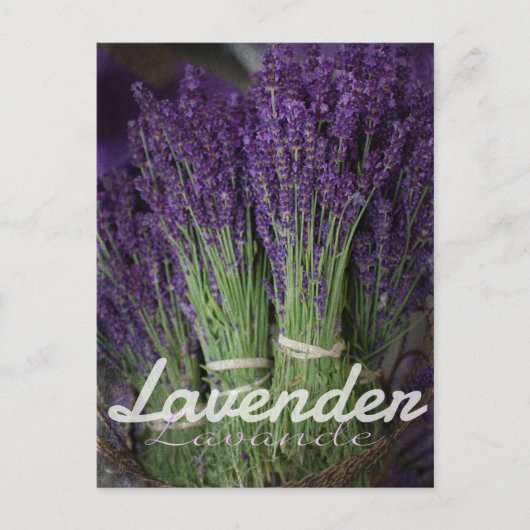 Carte Postale Lavender Bunch (Devant)
