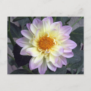 Carte Postale Lavender Creme Dahlia