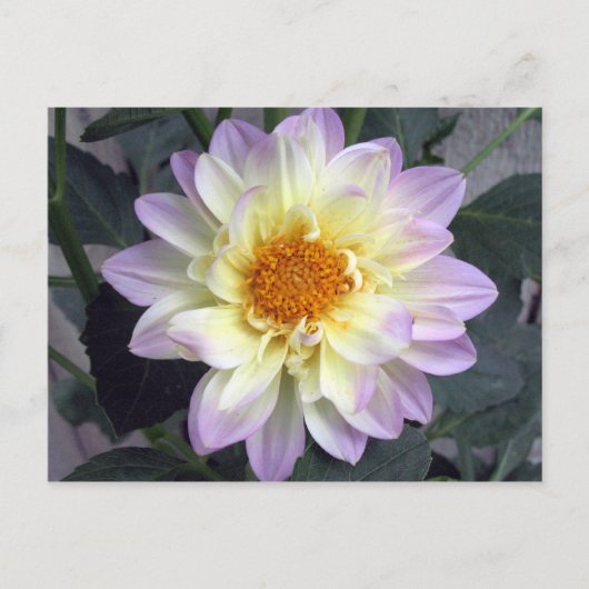 Carte Postale Lavender Creme Dahlia (Devant)