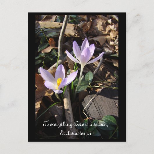 Carte Postale Lavender Crocus (Devant)
