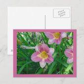 Carte Postale Lavender Daylilies (Devant / Derrière)
