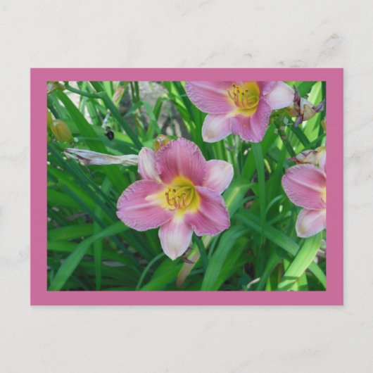 Carte Postale Lavender Daylilies (Devant)