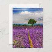 Carte Postale Lavender Field scenic, France (Devant / Derrière)