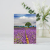 Carte Postale Lavender Field scenic, France (Debout devant)