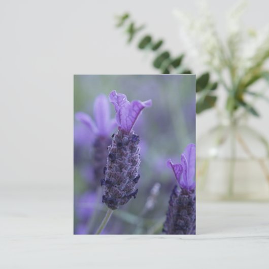 Carte postale Lavender Flower (Debout devant)