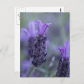 Carte postale Lavender Flower (Devant / Derrière)