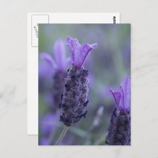 Carte postale Lavender Flower (Devant / Derrière)
