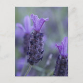 Carte postale Lavender Flower (Devant)