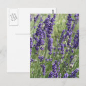 Carte postale Lavender Flowers (Devant / Derrière)