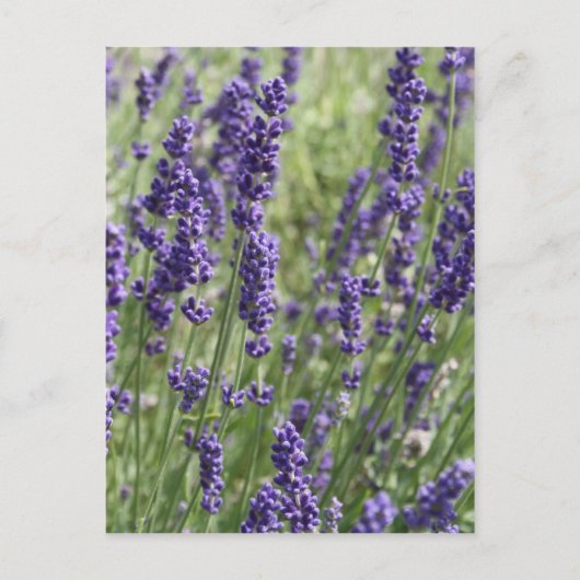 Carte postale Lavender Flowers (Devant)