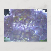 Carte Postale Lavender Hydrangeas (Devant)